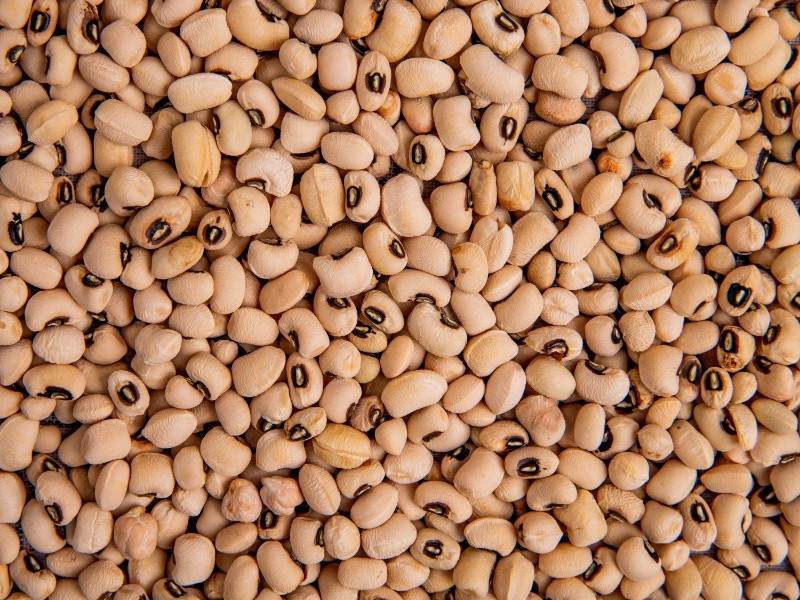 Jenis Biji Kopi Indonesia