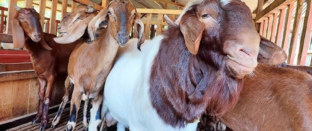 Kambing Jawa gemuk