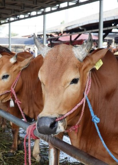 bisnis sapi potong