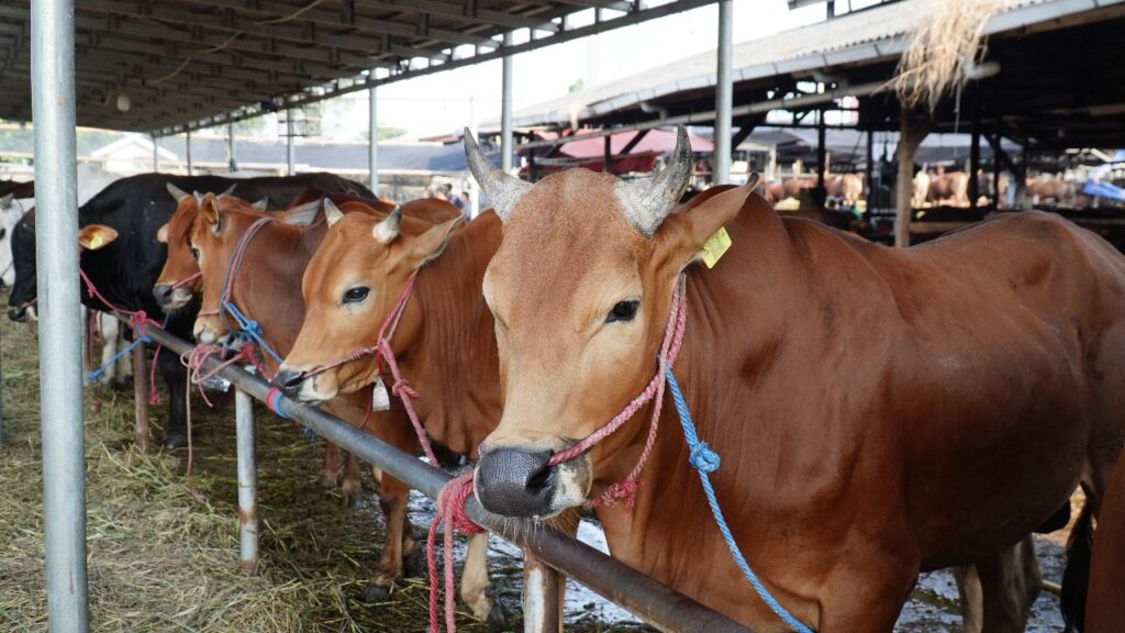 Risiko Bisnis Sapi Potong serta Cara Mengelola - butikkita.com