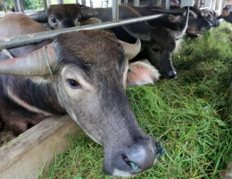 pakan hijau konsumsi rutin