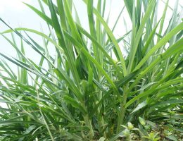 hijauan kualitas pakan premium