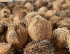 Potensi Sabut Kelapa sebagai Bahan Alami