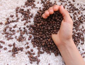 cara menggiling biji kopi