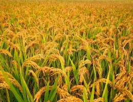 peluang usaha potong padi