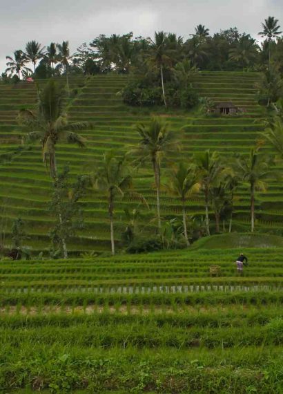 sawah