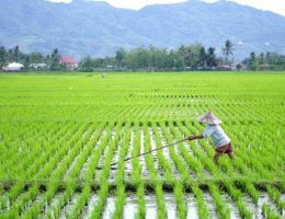 panduan bertani padi pemula