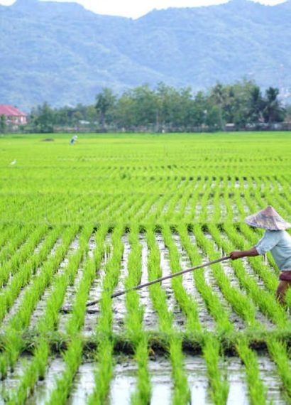 panduan bertani padi pemula