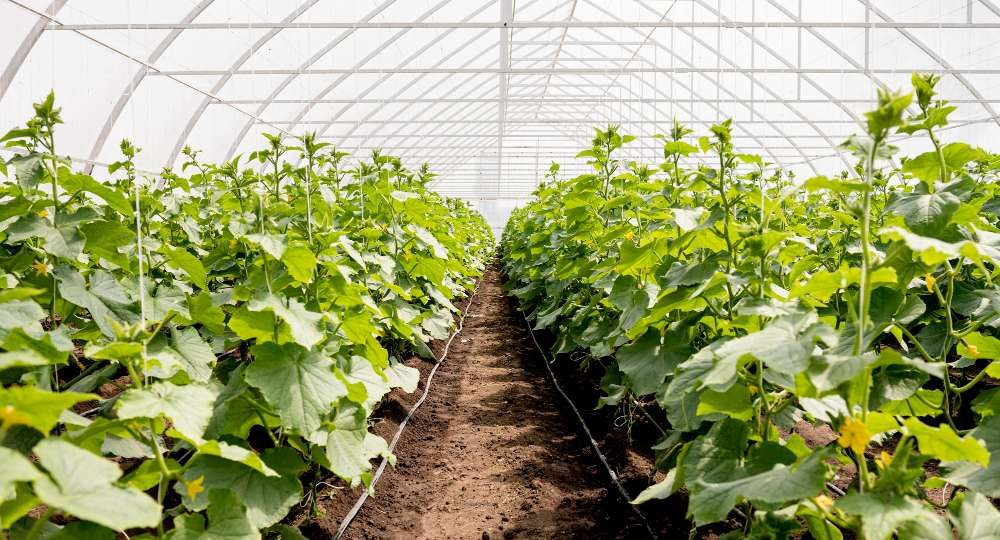 Manfaat Pembuatan Greenhouse untuk Pertanian