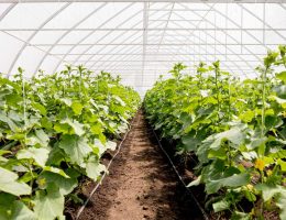 Manfaat Pembuatan Greenhouse untuk Pertanian