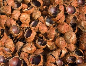 Pengolahan tempurung kelapa industri