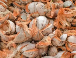 Peluang Usaha Sabut Kelapa
