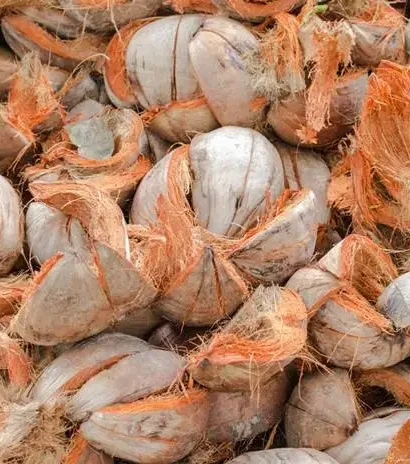 Peluang Usaha Sabut Kelapa