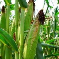 cara mempercepat proses jagung