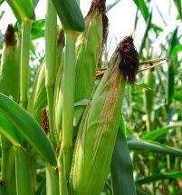 cara mempercepat proses jagung