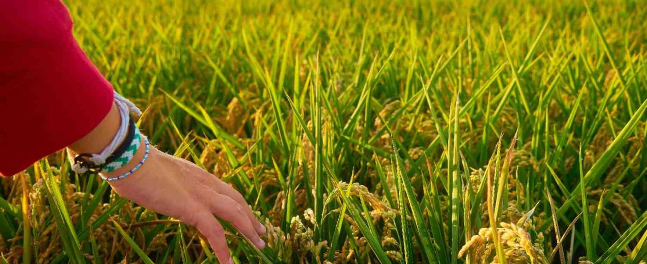 cara kerja rice milling machine