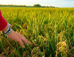 cara kerja rice milling machine