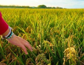 cara kerja rice milling machine