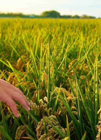 cara kerja rice milling machine