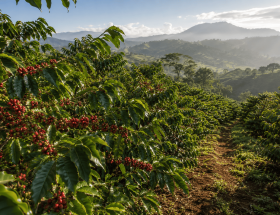budidaya kopi hingga panen