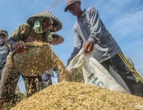 hasil panen lebih bersih