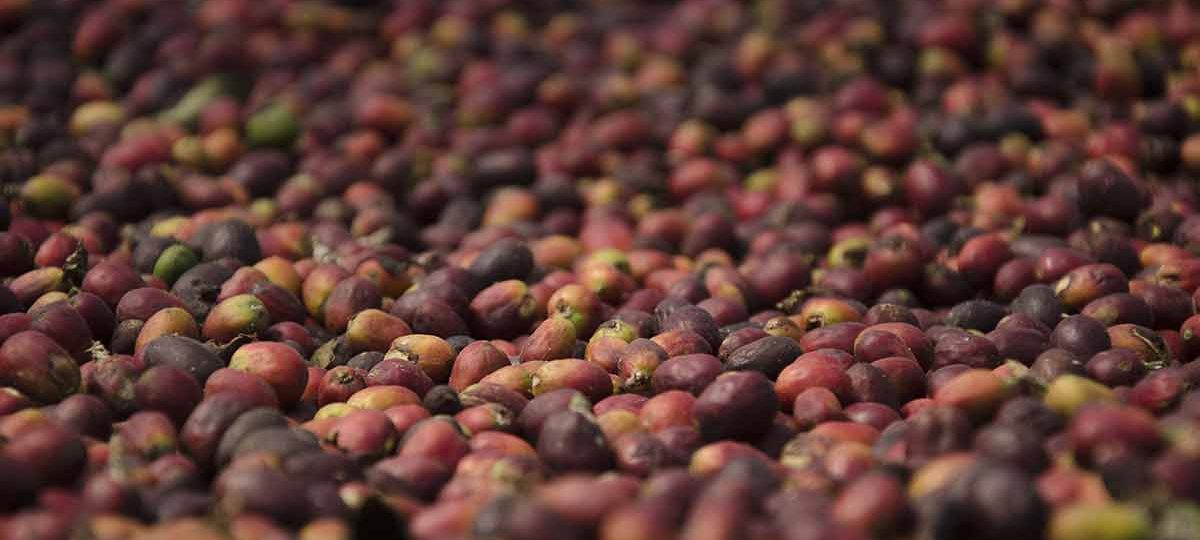 tahapan pasca panen biji kopi