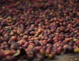 tahapan pasca panen biji kopi