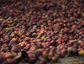 tahapan pasca panen biji kopi