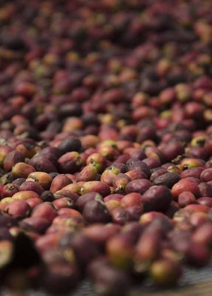 tahapan pasca panen biji kopi