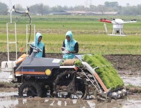 cara menjaga pola tanam padi teratur