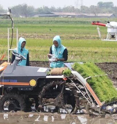 cara menjaga pola tanam padi teratur