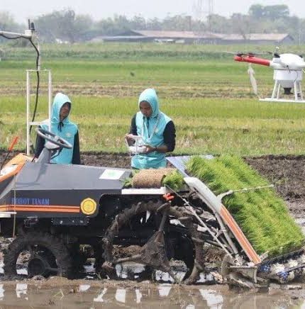 cara menjaga pola tanam padi teratur