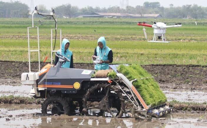 cara menjaga pola tanam padi teratur