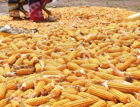 penyebab hasil pipilan jagung tidak seragam
