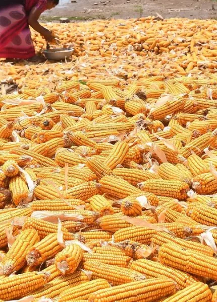 penyebab hasil pipilan jagung tidak seragam