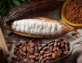 proses pembuatan cokelat dari kakao