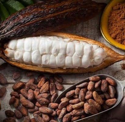 proses pembuatan cokelat dari kakao