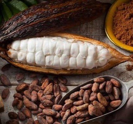 proses pembuatan cokelat dari kakao