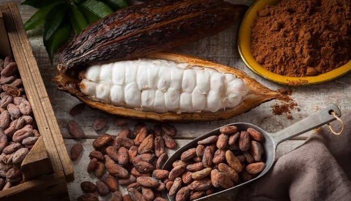 proses pembuatan cokelat dari kakao