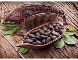 cara mengolah biji kakao menjadi cokelat