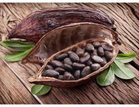 cara mengolah biji kakao menjadi cokelat