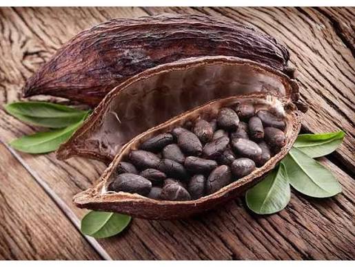cara mengolah biji kakao menjadi cokelat