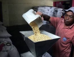 kedelai giling untuk tempe