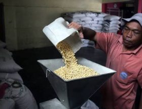 kedelai giling untuk tempe