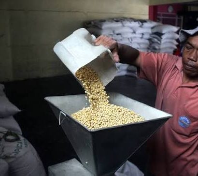 kedelai giling untuk tempe