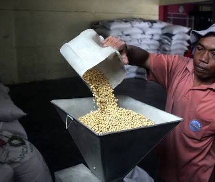 kedelai giling untuk tempe