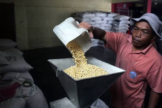 kedelai giling untuk tempe
