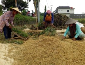 solusi mengurangi susut hasil panen padi