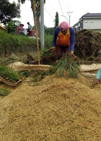 solusi mengurangi susut hasil panen padi