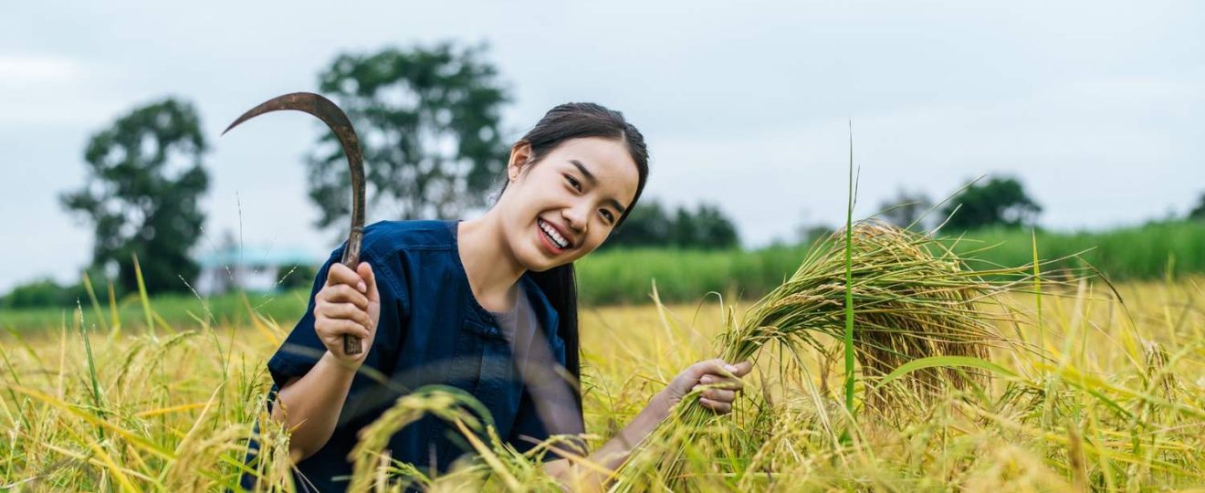 cara memotong padi agar hasil panen maksimal